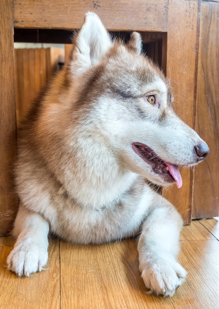 Śliczny dorosły pies husky leżał na podłodze