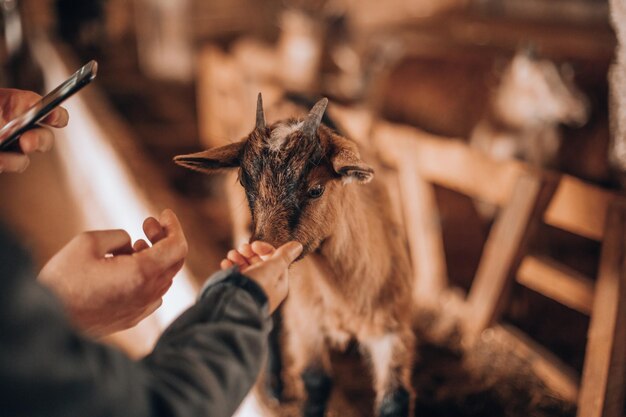 Śliczny dzieciak w stodole w kontaktowym zoo