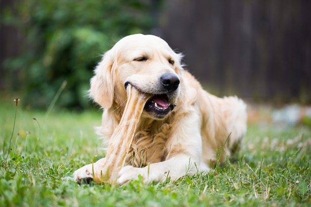 Śliczny golden retriever bawiący się / jedzący kością składa się ze skóry wieprzowej w ogromnym ogrodzie i wygląda na szczęśliwego