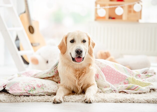 Śliczny Golden Retriever Przykryty Kocem