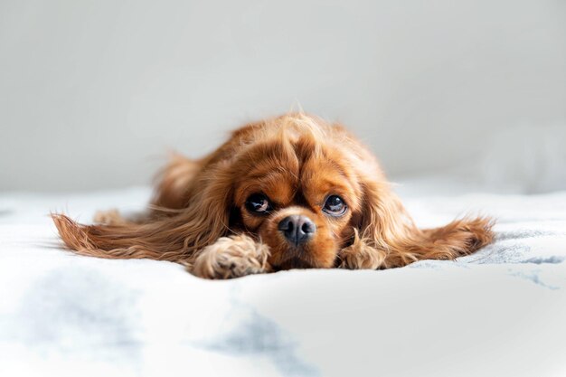 Śliczny i uroczy pies cavalier spaniel relaksuje się na łóżku