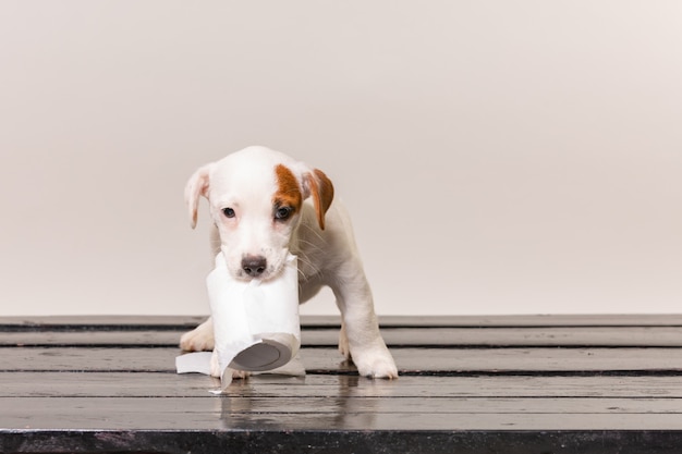 Śliczny Jack Russel Szczeniak Bawić Się Z Papierem Toaletowym