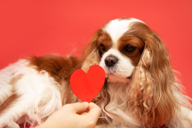 Śliczny kochanek valentine cavalier king charles spaniel z czerwonym sercem