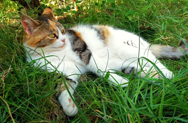 Śliczny kolorowy kot odpoczywa w trawie