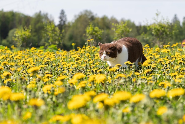 Śliczny kot brytyjski krótkowłosy w kwitnącej łące mniszka lekarskiegosłoneczny letni dzień natury
