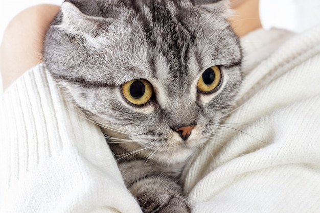 Śliczny kot imbirowy śpi ocieplenie w swetrze z dzianiny na rękach właściciela. Szkocki kotek