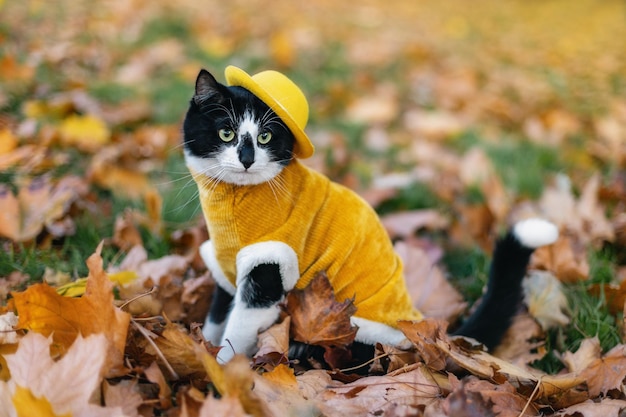 Śliczny kot w żółtym kapeluszu i żółtym swetrze w jesiennym parku. Jesienne tło.
