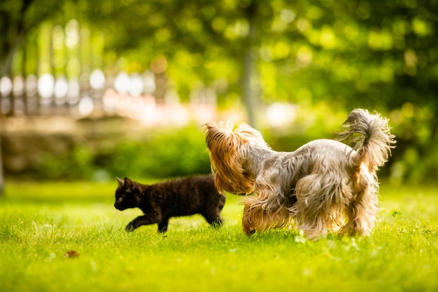 Śliczny kotek i Yorkshire terrier bawiące się na zewnątrz na trawie