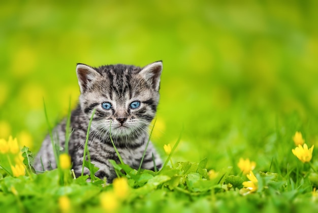 Śliczny kotek na zielonej trawie i żółtych kwiatach patrząc na kamerę