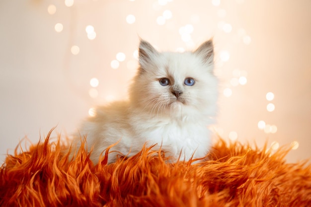 Śliczny kotek siedzi na tle girlandy bożonarodzeniowej nowego roku
