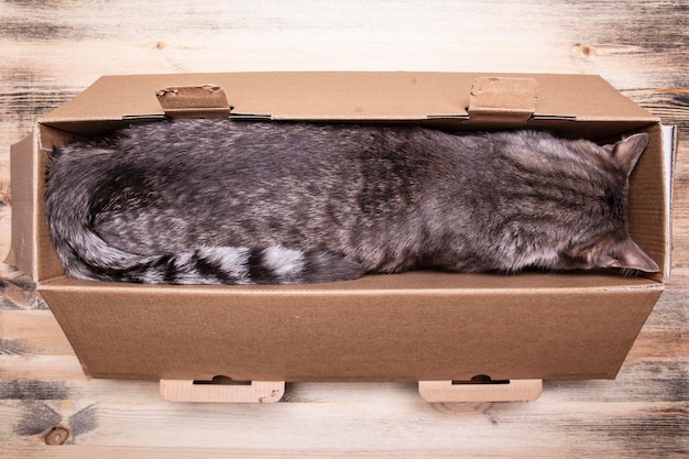 Śliczny kotek zasnął w wąskim pudełku po długiej i intensywnej grze na drewnianym tle