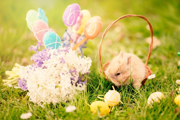 Śliczny króliczek w koszu i kwiaty i pisanki na trawie w wiosenne wakacje.