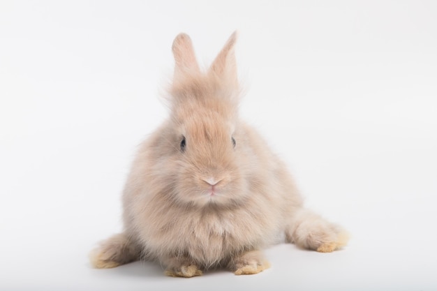 Śliczny królik z brązowym puszystym futrem, dużym tłustym ciałem leżącym na białym tle w studio.