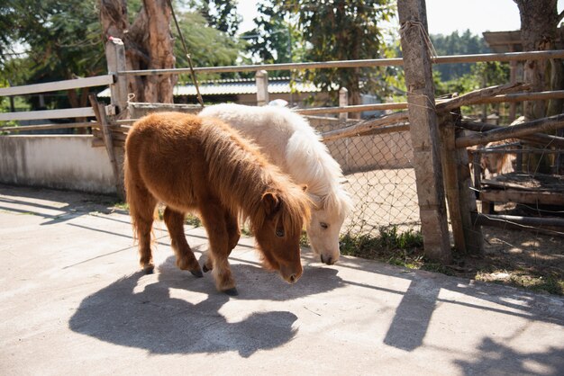 Śliczny Kucyk W Zoo