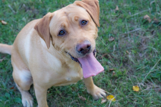 Śliczny Labrador