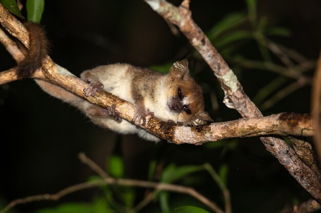 Śliczny lemur katta w naturze