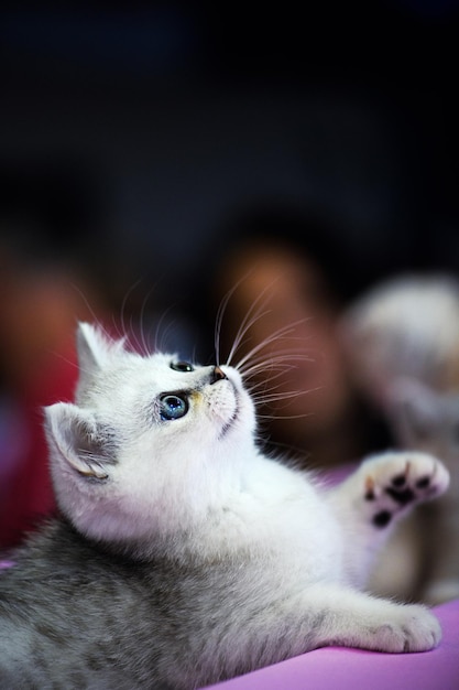 Śliczny mały biały kotek