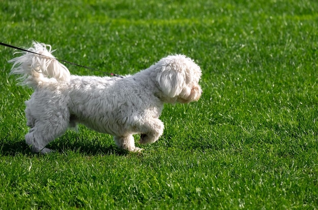 Śliczny mały biały pies bichon frise na smyczy spacery po zielonej trawie Zwierzęta domowe