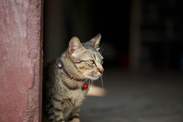 Śliczny mały kot siedzi przy drzwiach domuSkopiuj przestrzeń z bliska w tle Urocza koncepcja domowego zwierzaka