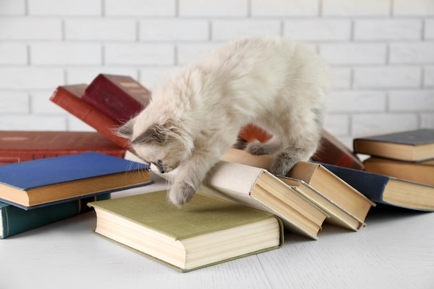 Zdjęcie Śliczny mały kot z książkami na jasnym tle