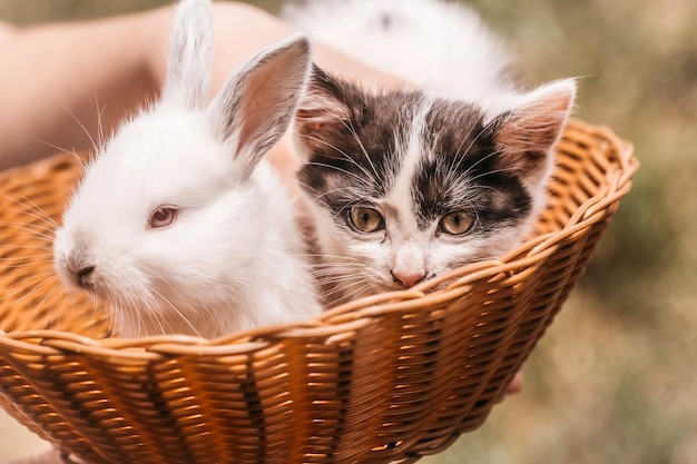 Śliczny mały kotek i królik