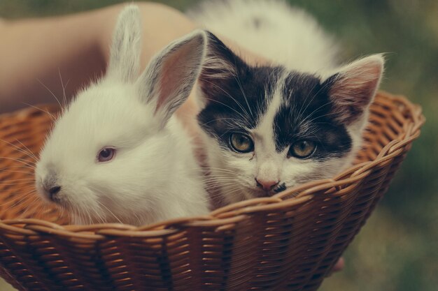 Śliczny mały kotek i królik