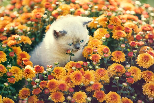 Śliczny mały kotek w pomarańczowych kwiatach stokrotek