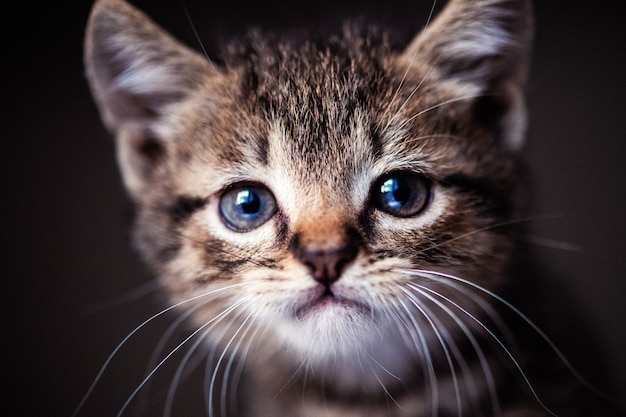 Śliczny mały kotek z niesamowitymi oczami. Słodkie dziecko. Kochany przyjaciel. Świat zwierząt.