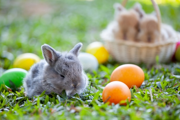 Śliczny mały królik i Easter jajka w łące