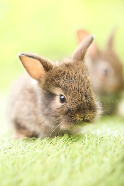 Śliczny mały królik na zielonej trawie z naturalnym bokeh jako tłem na wiosnę Młody uroczy króliczek bawiący się w ogrodzie Śliczny zwierzak w parku na wiosnę