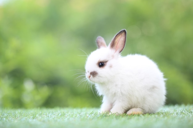 Śliczny mały królik na zielonej trawie z naturalnym bokeh jako tło na wiosnę Młody uroczy króliczek bawiący się w ogrodzie Śliczny zwierzak w parku z marchewką jako jedzeniem