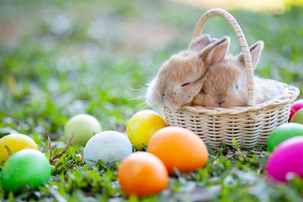 Śliczny mały królika dosypianie w Easter jajkach w łące i koszu