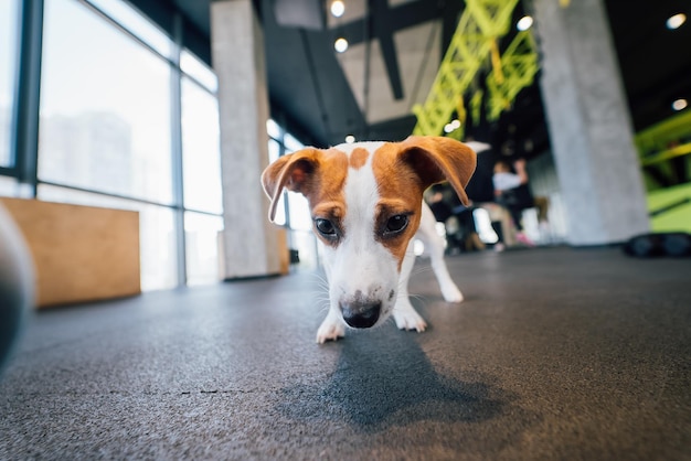 Śliczny mały pies jack russell na siłowni