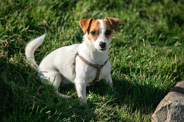 Śliczny mały piesek zabawny szczeniak jack russell terrier spacerujący po zielonej trawie w publicznym parku in