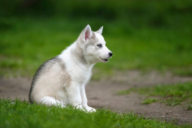 Śliczny mały szczeniak husky syberyjski w trawie