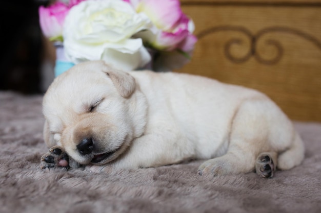 Śliczny Mały Szczeniak Labrador śpi