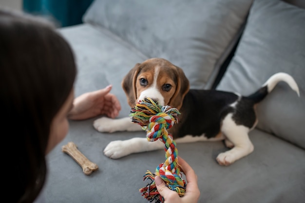 Śliczny mały szczeniak rasy beagle z kością zabawki