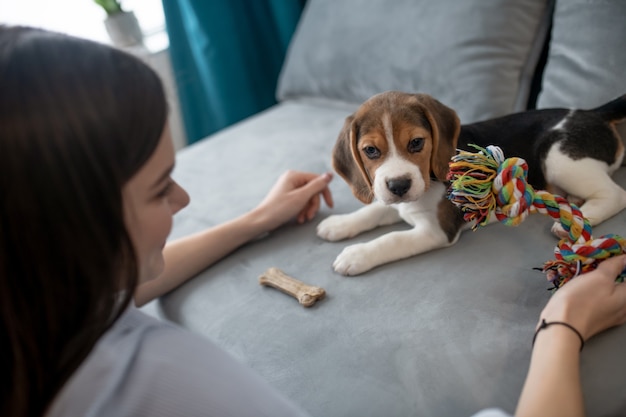 Śliczny mały szczeniak rasy beagle z kością zabawki