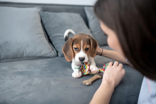 Śliczny mały szczeniak rasy beagle z kością zabawki