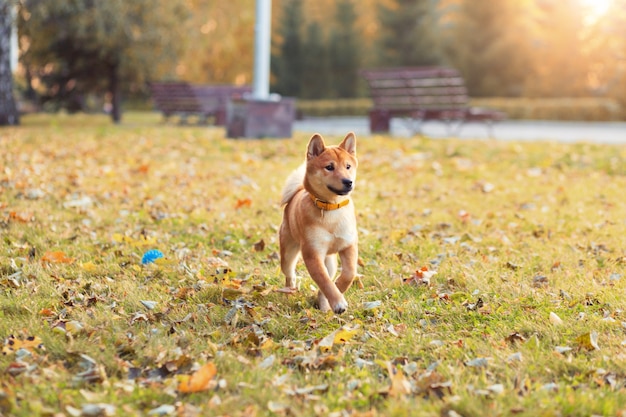 Śliczny mały szczeniak Shiba Inu. Japoński czerwony pies w jesiennym parku bawi się bez smyczy