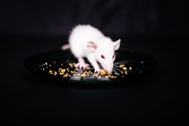 Śliczny Mały Szczur Je Okruchy Na Talerzu, Zwierzę Szczur Je Przysmak. Puszysty Gryzoni Zwierzę Domowe Z Małymi Rękami Trzyma Jedzenie