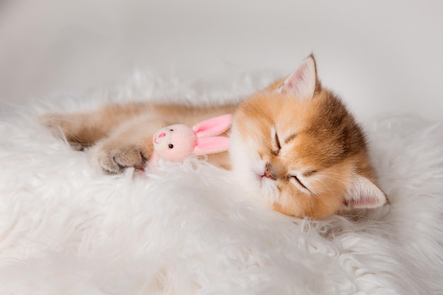 Śliczny mały szlochający kotek śpiący na futrzanym białym kocu