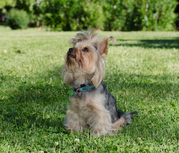 Śliczny mały zabawny yorkshire terrier