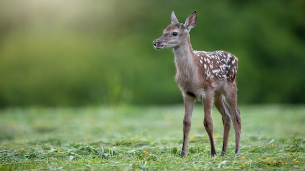 Śliczny Młody Jeleń Patrzący Na Bok Na łące Ze ściętą Trawą W Lecie