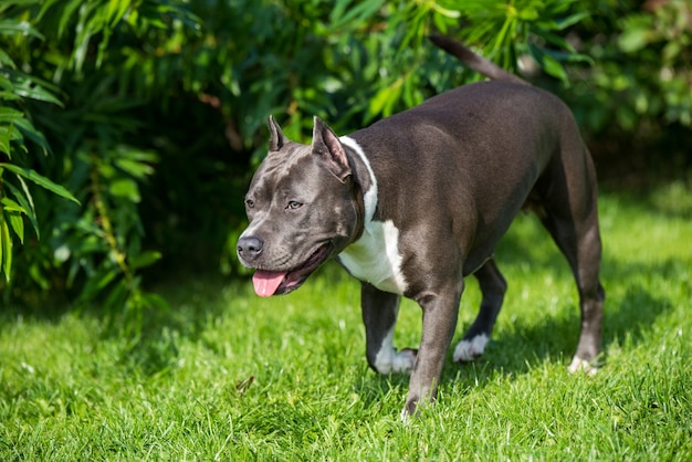 Śliczny niebieski pies rasy American Staffordshire Terrier