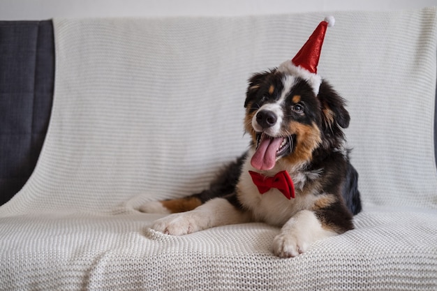 Śliczny Owczarek australijski trzy kolory szczeniak z czerwoną muszką w Santa hat leżą na kanapie. Wesołych Świąt. Szczęśliwego Nowego Roku.