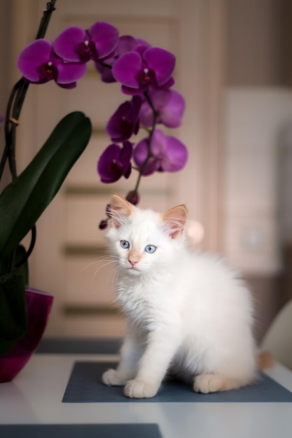 Śliczny piękny domowy kociak z kwiatem orchidei Kot wącha roślinę Słodkie zdjęcie zwierzaka i