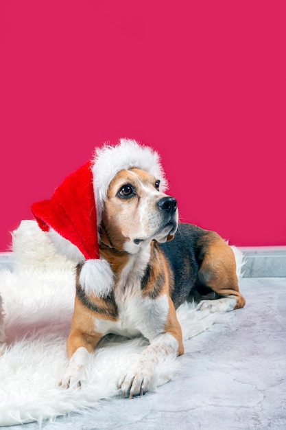 Śliczny pies beagle w czapce świętego mikołaja na czerwonym tle