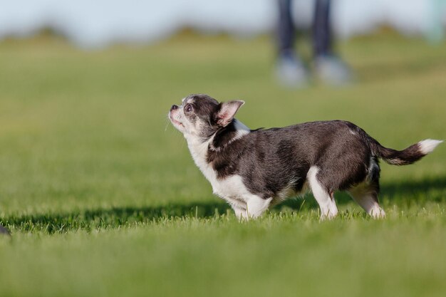 Śliczny pies chihuahua na zielonej trawie