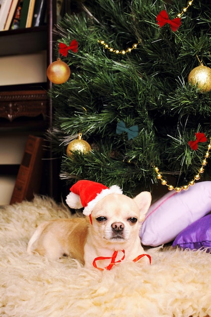 Śliczny pies chihuahua śpi pod choinką, karta noworoczna